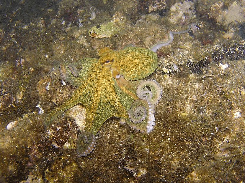 Astoņkājis  13 gadiIr daudz... Autors: Zibenzellis69 Netaisnība no mātes dabas: 10 dzīvnieki ar īsāko dzīves ilgumu