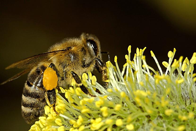 Darba bites un augļu... Autors: Zibenzellis69 Netaisnība no mātes dabas: 10 dzīvnieki ar īsāko dzīves ilgumu