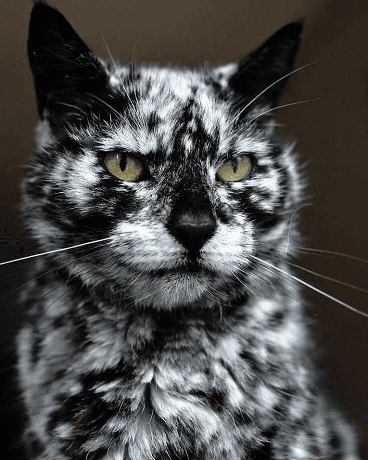 Marmora kaķis Autors: Zibenzellis69 17 burvīgi dzīvnieki, ko daba apveltījusi ar pilnīgi unikālām krāsām  (vitiligo)