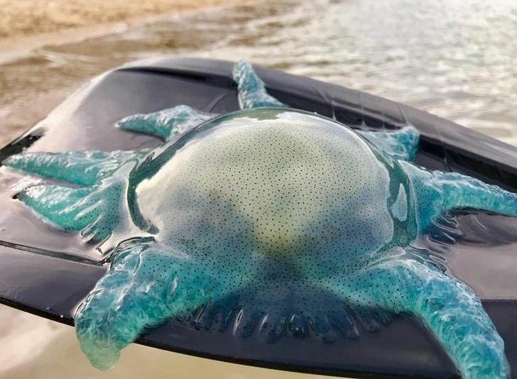 Vien skaista zila medūza Autors: Lestets 16 neparastas bildes, kas iedvesīs bijību