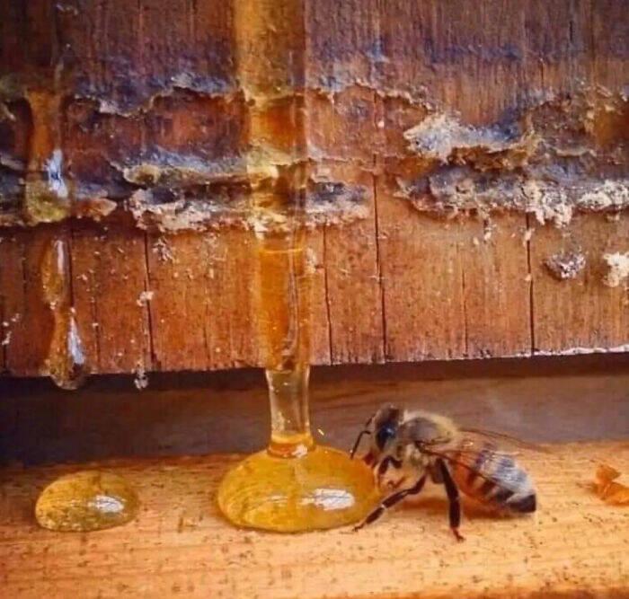 Vidēji bite dzīvo mazāk par 40... Autors: Zibenzellis69 15 fotofakti, kas varētu izraisīt tavu zinātkāri, atver un pārliecinies pats