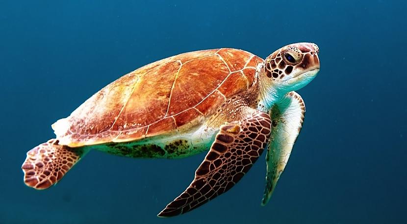 Jūras bruņurupučiJa... Autors: Lestets 13 dzīvnieku fakti, ko nevarēsi vairs aizmirst un vēlēsies kaut nebūtu zinājis