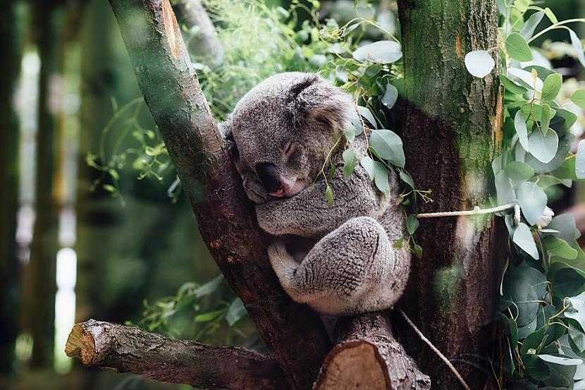 KoalasKoalas saslimst Tas var... Autors: Lestets 13 dzīvnieku fakti, ko nevarēsi vairs aizmirst un vēlēsies kaut nebūtu zinājis