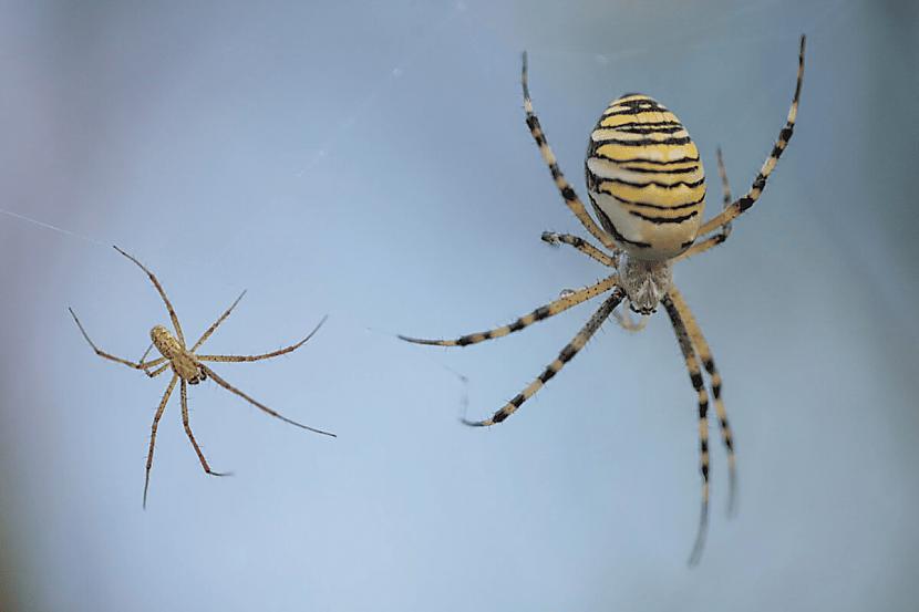 Tīģera zirneklis  jeb... Autors: Zibenzellis69 Seksuālais dimorfisms: ka ir grūti noticēt, ka tie ir viena un tā pati suga