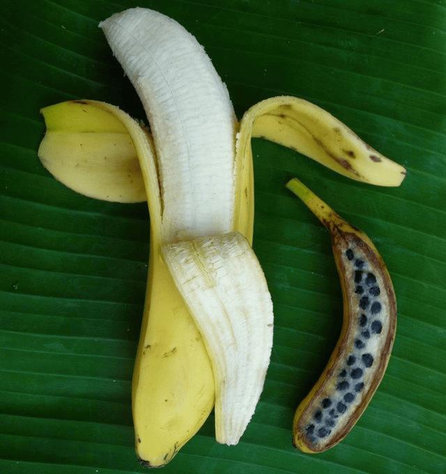 Banāns ir visiespaidīgākais... Autors: Zibenzellis69 10 augļi un dārzeņi, kas izskatījās pilnīgi neparasti, pirms cilvēki tos mainīja