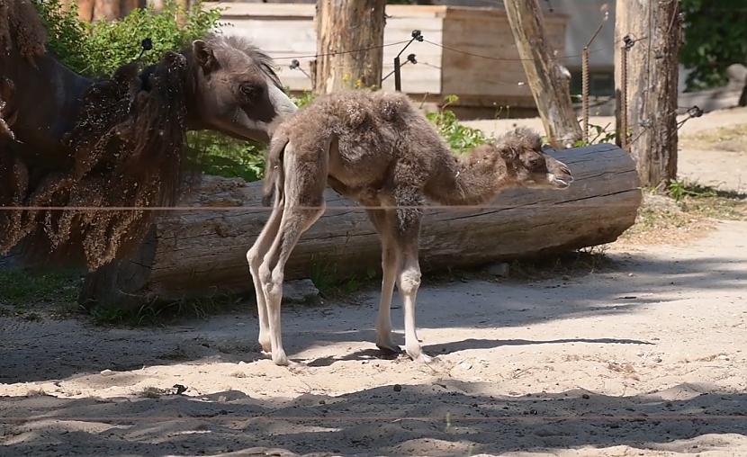 Lai gan Leilai scaronis ir... Autors: matilde VIDEO ⟩ Rīgas Nacionālā zooloģiskā dārza kamieļu mammai Leilai piedzimis mazulis