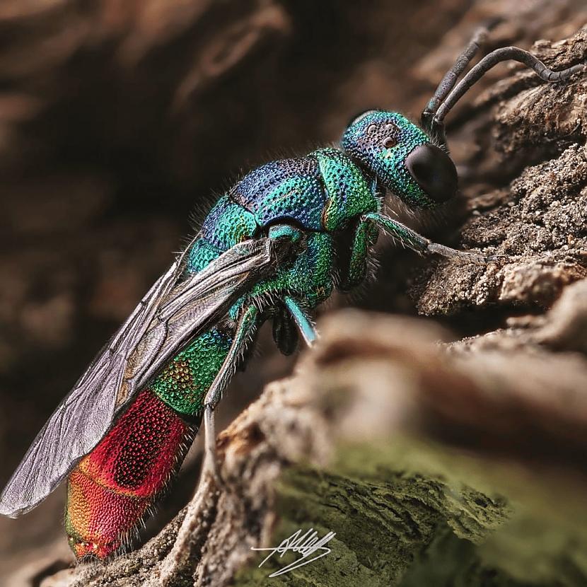 Spīdīgā lapsene  Cuckoo... Autors: Zibenzellis69 Vācu fotogrāfs, kurš iemūžina kukaiņu pasauli tā, ka tā šķiet īsta pasaka