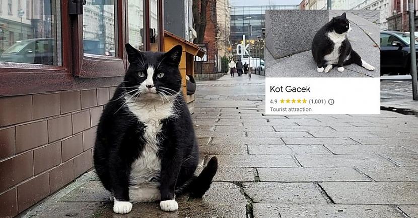 Kopscaron tā laika Gaceka... Autors: Lestets VIDEO ⟩ Kaķis kļūst par iecienītu tūristu atrakciju