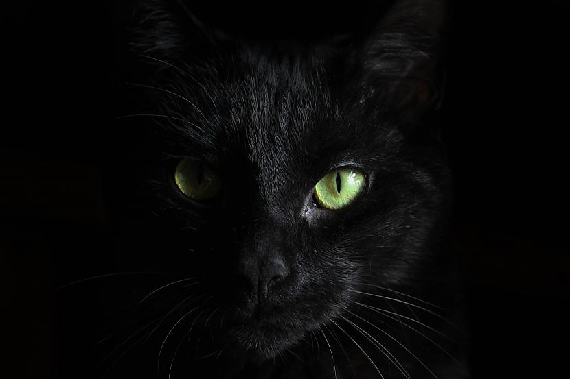 Mani sauc Melnītis Un es... Autors: Testu pavelniece Bēdīgs stāsts par melno kaķi ar laimīgām beigām
