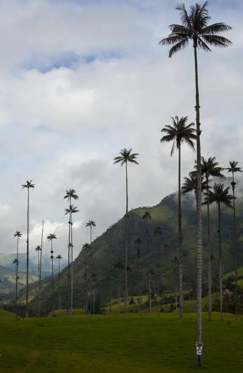 Milzīgas palmas Kolumbijā Autors: Zibenzellis69 15 milzīgas lietas, kas varētu dažiem mums  justies pavisam nevērtīgiem