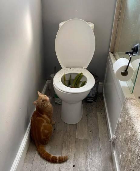 Nedarbi tualetē Autors: Zibenzellis69 Dažādu emociju izlase: 15 kaķi, ar kuriem vienā mājā nebūs garlaicīgi