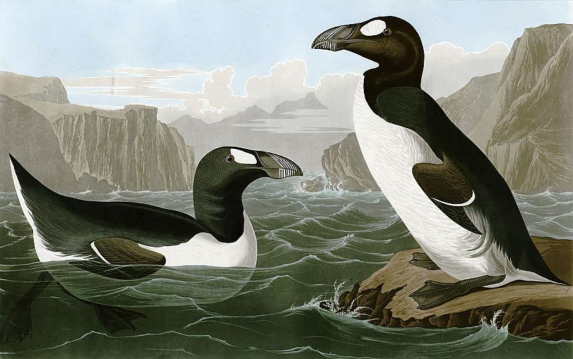 Milzu alks  Pinguinus... Autors: Lestets 6 dzīvnieki, kurus cilvēki noēda līdz to izmiršanai