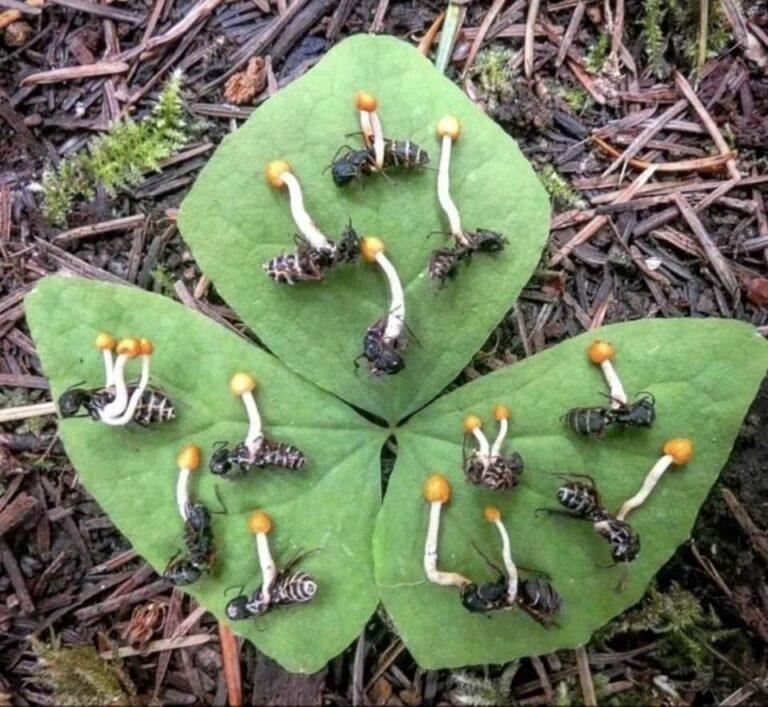  Autors: Lestets Kā zombijsēnes inficē skudras un kontrolē to prātu?