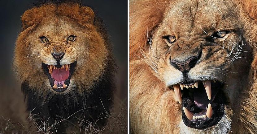 Lauva  14 vietaGadā nogalināto... Autors: Zibenzellis69 14 cilvēkiem visbīstamākās radības, par kuru upuriem kļūst daudz cilvēku