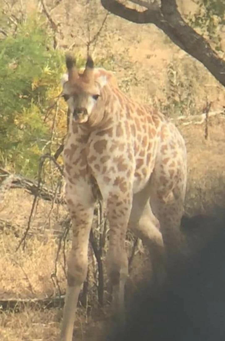 Žirafes mēdz pavisam savādākas Autors: Lestets 16 bildes, kas izraisīs pamatīgu apmulsumu