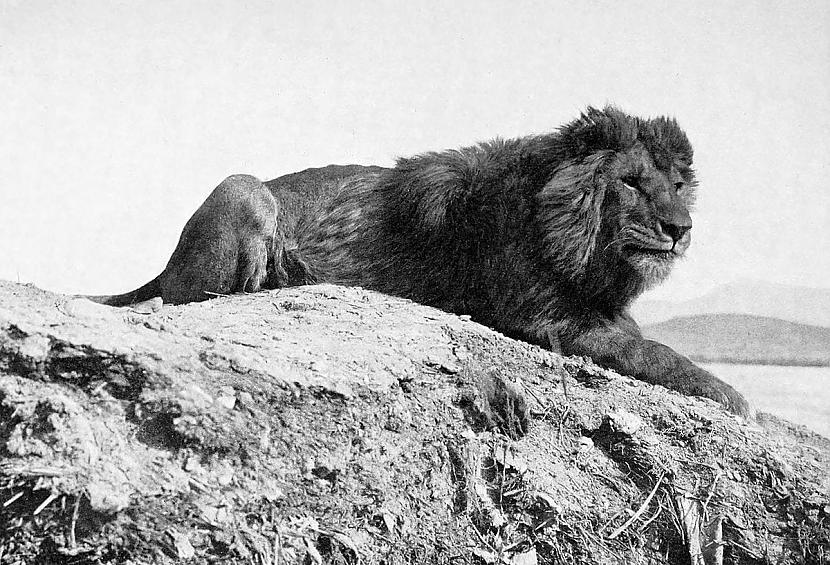 Barbary lion httpsieejlvqnglm ... Autors: Zibenzellis69 13 lielo plēsīgo kaķu sugas, kas mūsu pasaulei tika zaudētas uz visiem laikiem