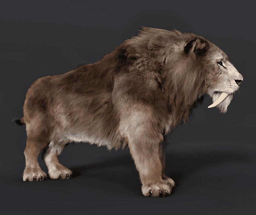 Smilodons... Autors: Zibenzellis69 13 lielo plēsīgo kaķu sugas, kas mūsu pasaulei tika zaudētas uz visiem laikiem