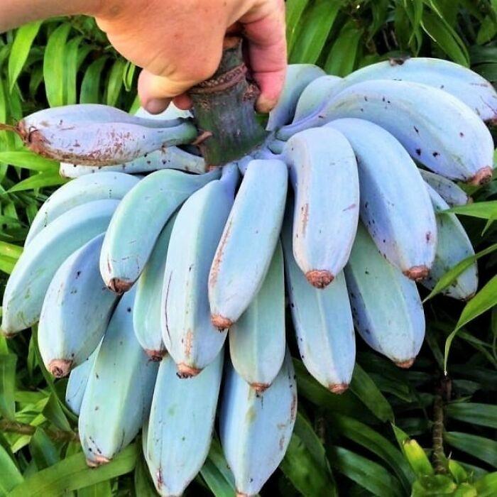 Zilie banāni Autors: Zibenzellis69 20 interesanti dabas brīnumi, kas šķiet, ir no paralēlā Visuma