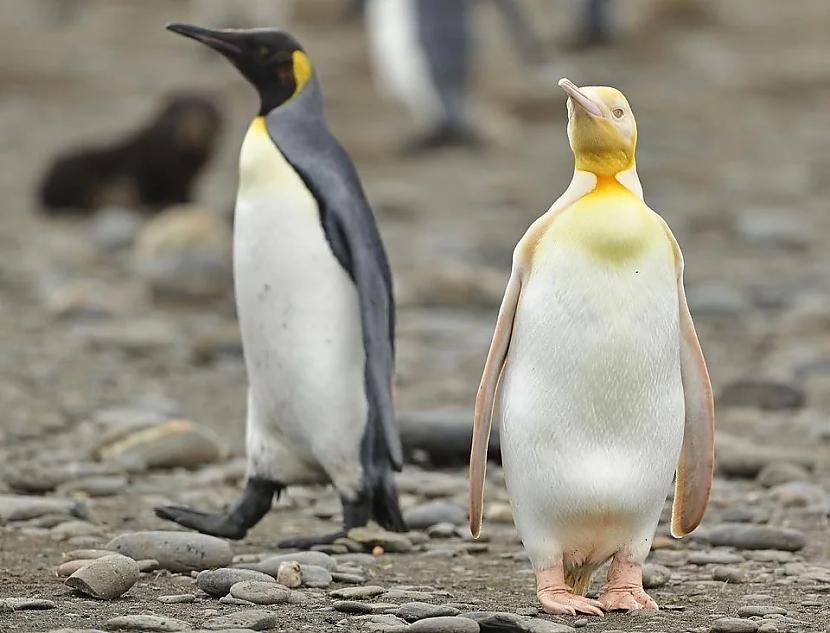 Albīno pingvīns Autors: Zibenzellis69 12 gadījumi, kad daba aizrāvās un apbalvoja dzīvniekus ar ģenētiskām mutācijām