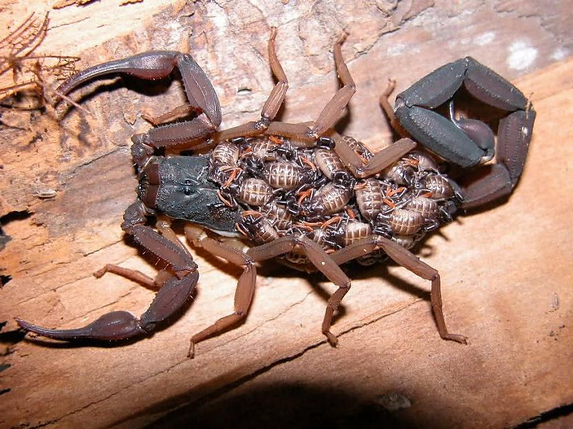 Skorpiona māte kas nes uz... Autors: Zibenzellis69 Cik skaista ir šī pasaule, paskaties! Interesantas fotogrāfijas par visu pasaulē
