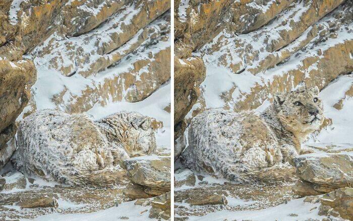 Sniega leopards savā dabiskajā... Autors: Zibenzellis69 Tas ir vienkārši pārsteidzoši: 20 ideālas maskēšanās gadījumi