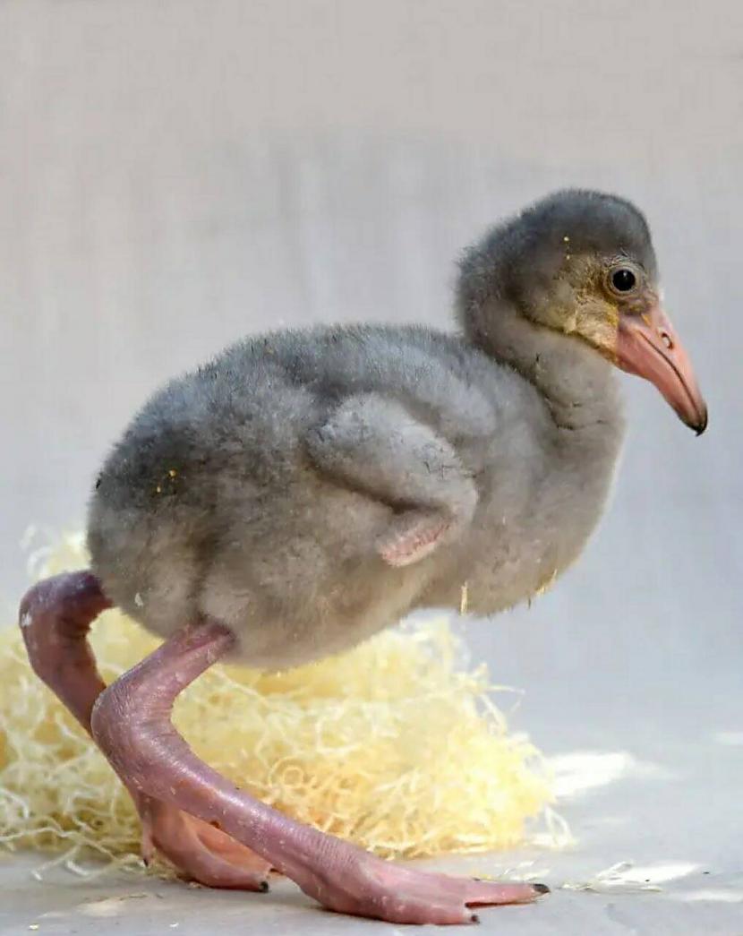 Flamingo mazulis Autors: Zibenzellis69 25 interesantas lietas un fakti, kas noteikti patiks zinātkārajiem