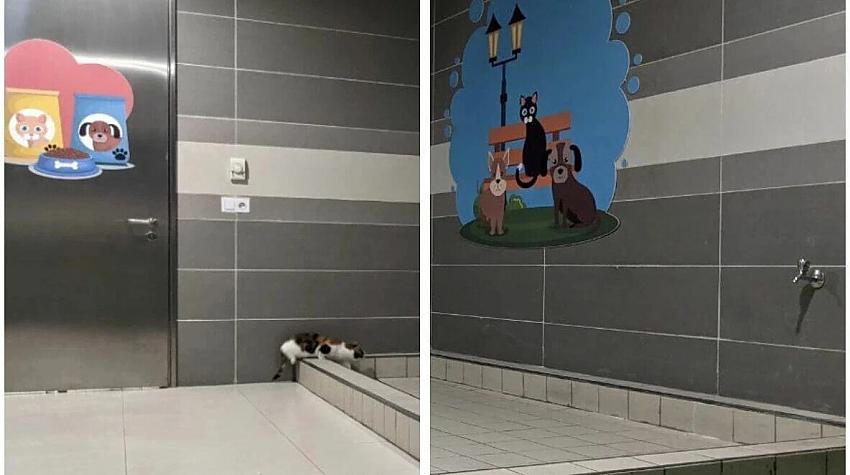 Stambulas lidostā ir īpaša tualete mājdzīvniekiem