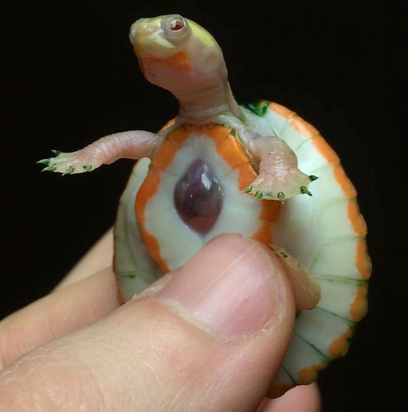 Albino bruņurupucis dzimis ar... Autors: Zibenzellis69 Šie cilvēki saskārās ar biedējoša izskata, bet tajā pašā laikā kuriozām lietām