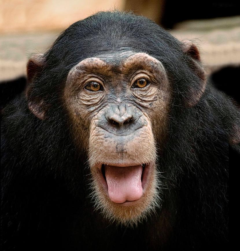 Scaronimpanze  3... Autors: Zibenzellis69 Top -10 gudrākie dzīvnieki, kuru spējas apskauž visa dzīvnieku valstība