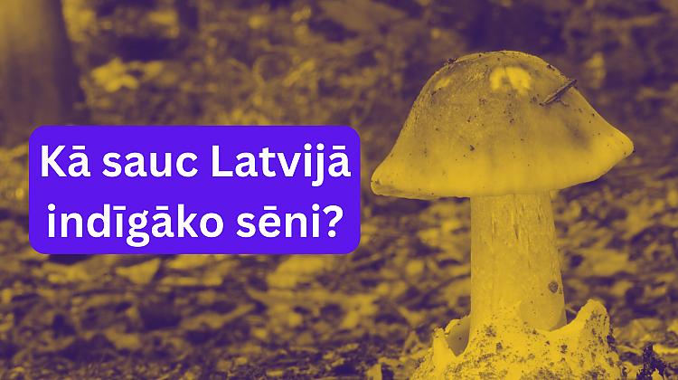 Tests: Cik labas ir tavas zināšanas par indīgajām sēnēm Latvijā?