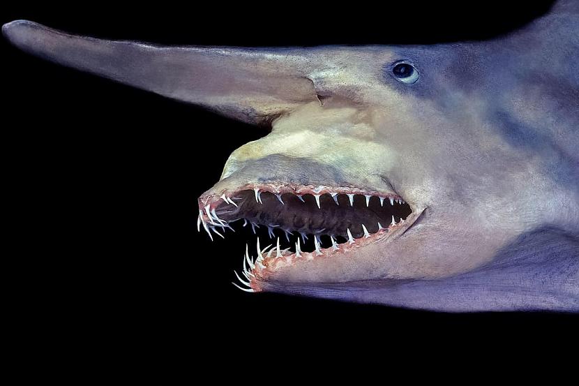 Goblinu haizivs  Goblin shark... Autors: Zibenzellis69 13 dzīvnieki ar dīvainiem deguniem, kurus daba ne velti tiem uzdāvināja