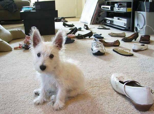 Viņai ļoti patīk kurpes Autors: Zibenzellis69 15 suņi, kas, protams, ir cilvēku draugi, bet var izraisīt arī nedienas