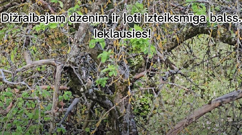 Putni Latvijā: dižraibais dzenis