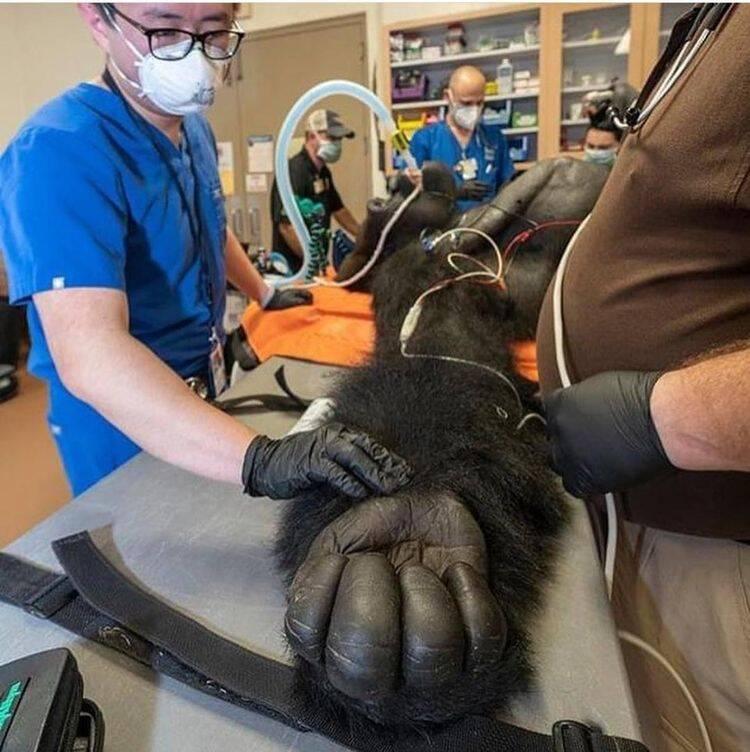 Paskaties uz scaronīs gorillas... Autors: Zibenzellis69 Viss neparastais, lai arī biedējošs, vienlaikus ir pievilcīgs. Piekrīti tam?