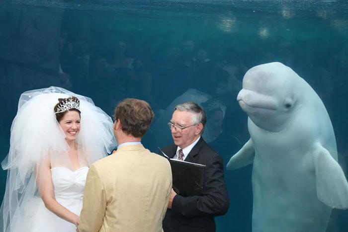 Kad kāzas notiek okeanārija... Autors: Zibenzellis69 Foto no interneta lietotājiem, kur fons padarīja fotoattēlu patiešām foršu