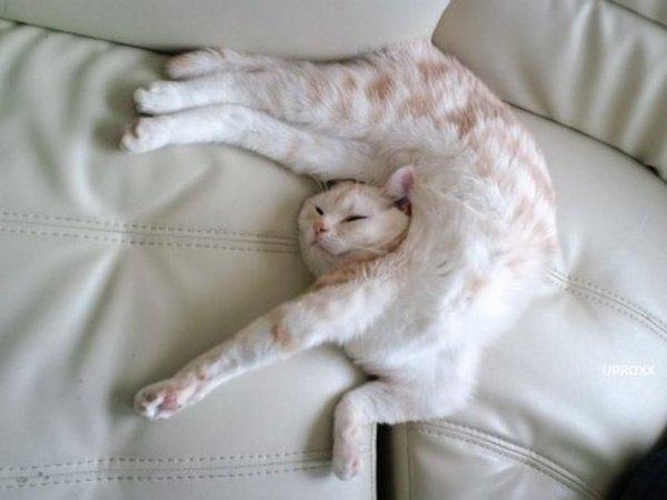 esmu smukulis Autors: Zibenzellis69 “Kas notiek ar tavu kaķi?”: 27 smieklīgas kaķu foto no interneta lietotājiem