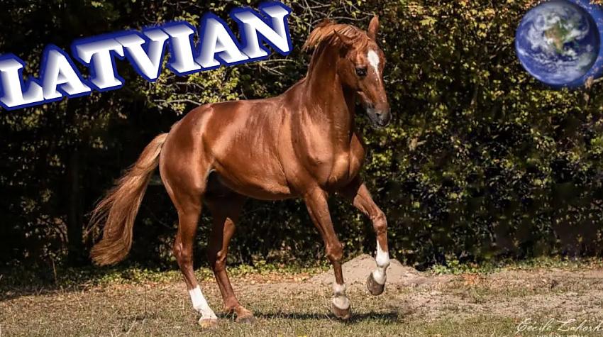 Skaists video: TOP Beautiful Latvian Horse in the World!