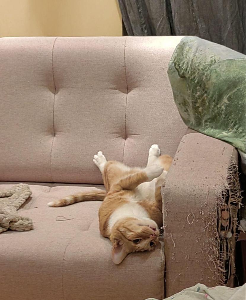 Viņscaron saplēsa dīvānu un ir... Autors: Zibenzellis69 Fotogrāfijas ar huligānu kaķiem, kuri ienesa haosu savu saimnieku ikdienas dzīvē