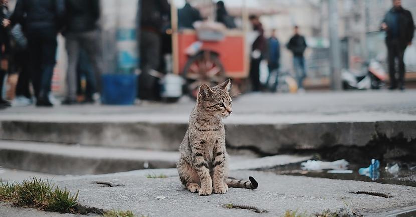 Gadījumā ja tavs dārgais kaķis... Autors: Lestets Japāņu metode, kā atrast pazudušu kaķi