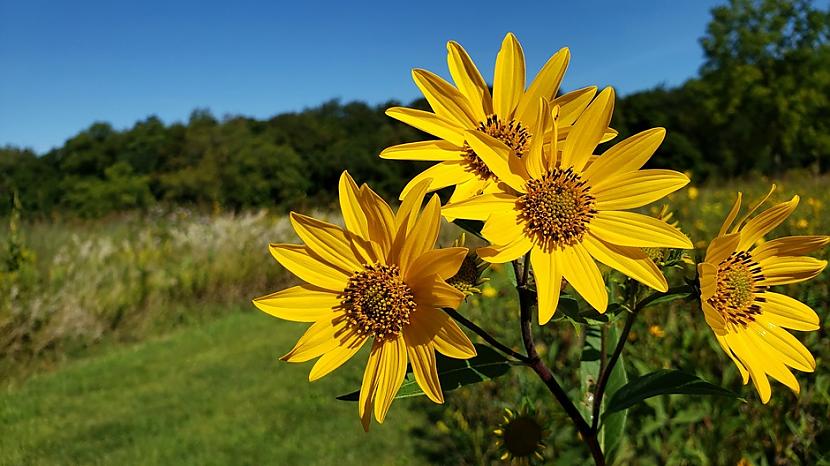 5 Topinambūrs Helianthus... Autors: Lestets 12 daudzgadīgi dārzeņi bezgalīgai pārpilnībai