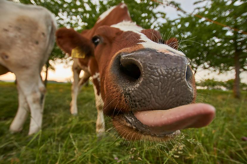 Džentlmenis velkot izejamo... Autors: Zibenzellis69 Neliela humora deva nekad nenāk par ļaunu – īsie joki katrai dienai 👍 👏