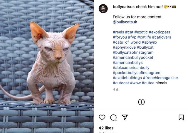 goodnews Lai būtu interesantāk... Autors: Zibenzellis69 Internetu iekaro jauna kaķu šķirne - "Bully Cats"