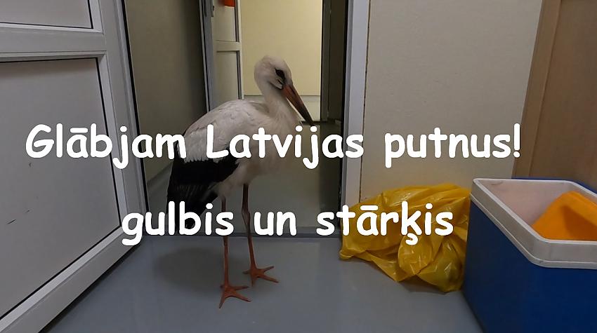 Glābjam Latvijas putnus- gulbis un stārķis.