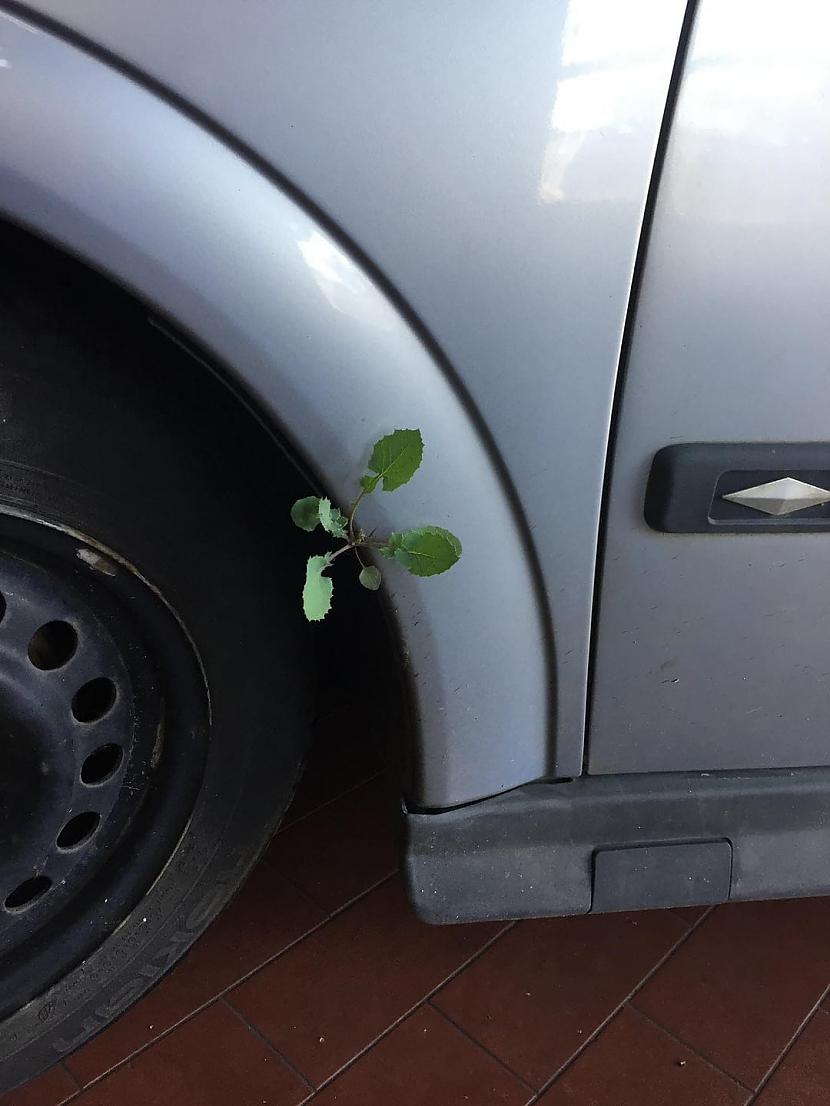 Manā automascaronīnā izauga... Autors: Zibenzellis69 Pārsteidzoši gadījumi, kad cilvēki atklāja dzīvību visnegaidītākajās vietās