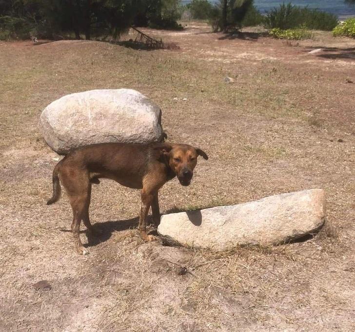 Nelieciet suņiem nest milzīgus... Autors: Lestets 21 bilde, kas apmuļķos pat visattapīgāko prātu. Apskati foto!