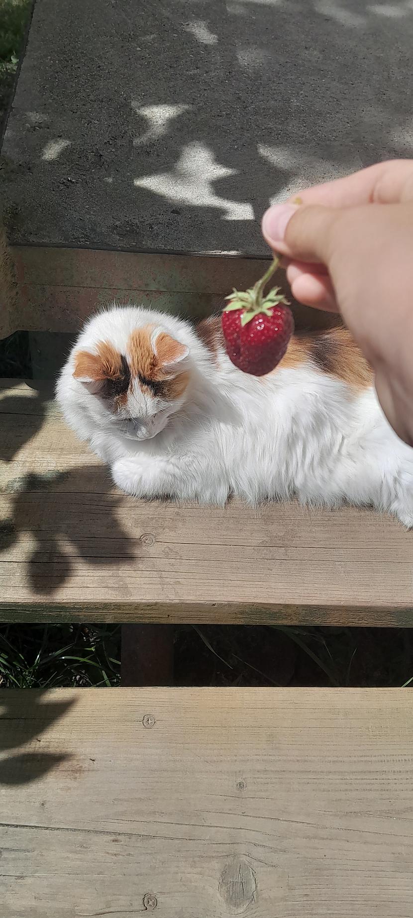  Autors: klanu kaķi Daži foto ar manu kaķi