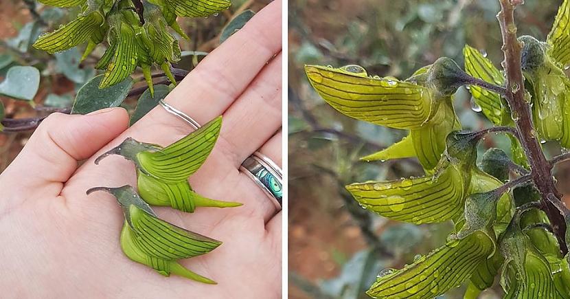 Crotalaria cunninghamii... Autors: Zibenzellis69 Brīnišķīgi dabas darbi, kas pierāda, ka viņa ir patiesi lieliska māksliniece