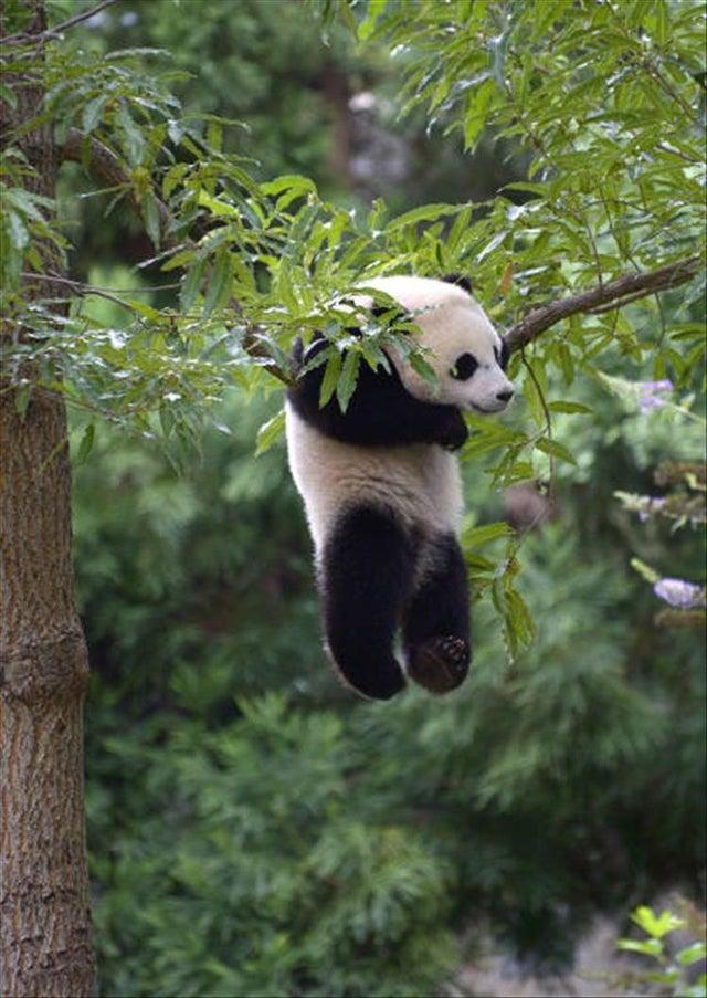 Panda karājās zarā Autors: Zibenzellis69 Burvīgas savvaļas dzīvnieku foto, kas aizraus elpu un radīs vēlmi pateikt “wow!”