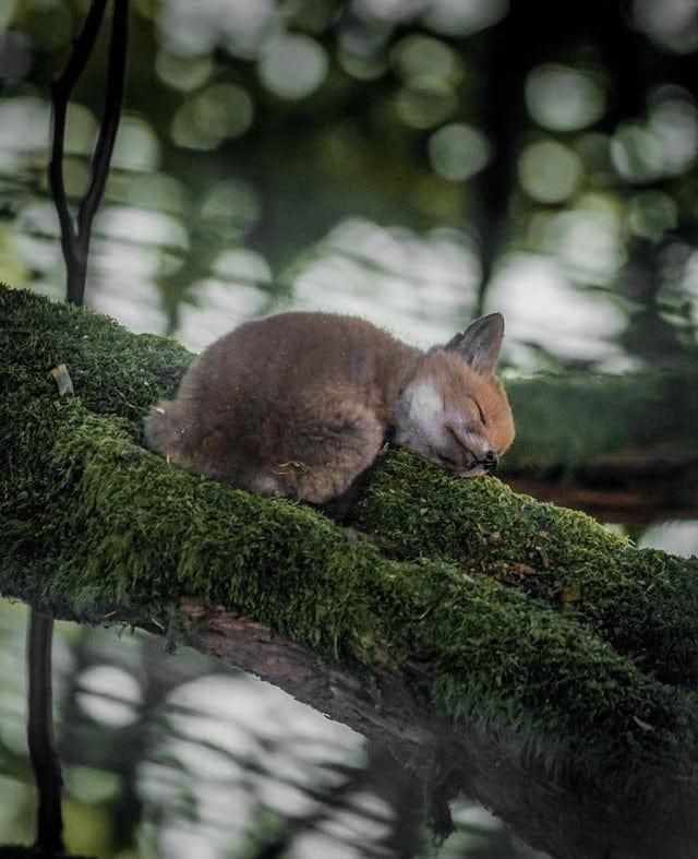 Lapsēns nolēma nosnausties... Autors: Zibenzellis69 Burvīgas savvaļas dzīvnieku foto, kas aizraus elpu un radīs vēlmi pateikt “wow!”