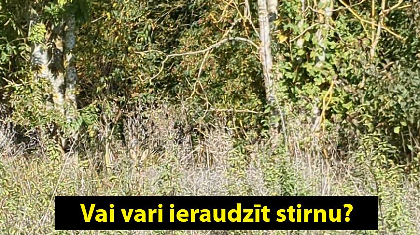 Pārbaudi, vai tev ir mednieka talants un vari atrast bildē stirnu?